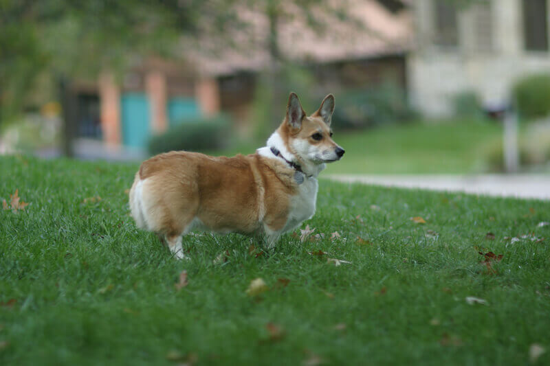 corgi