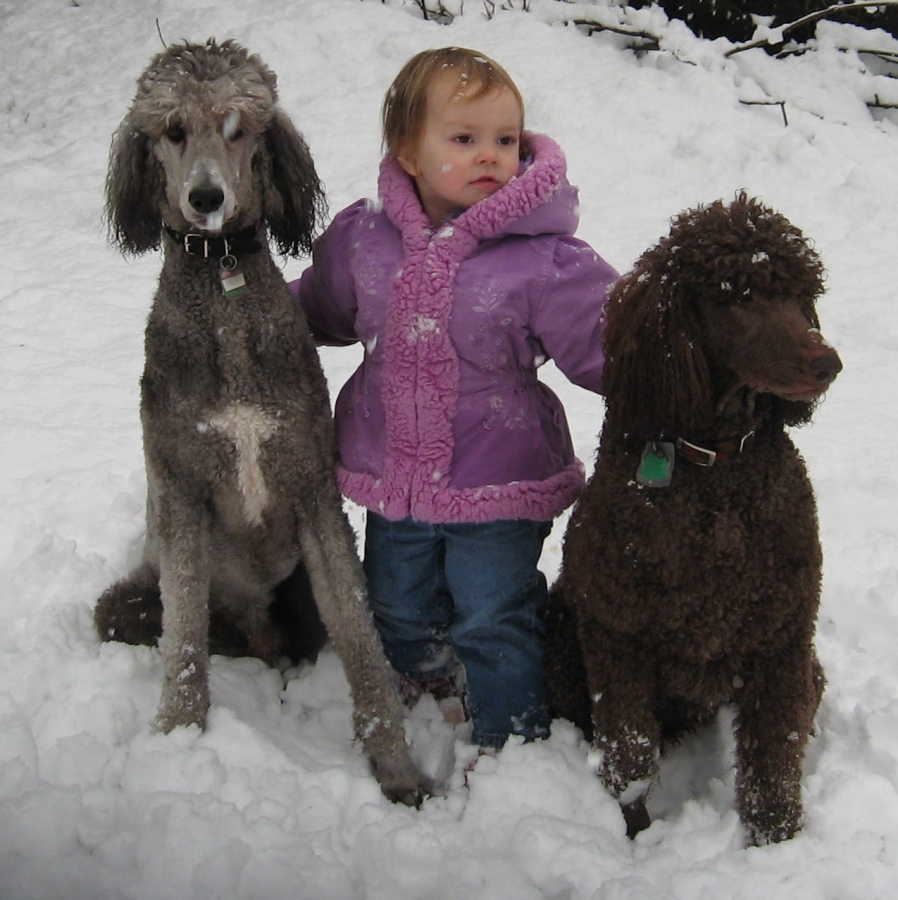 child with two dogs in snow